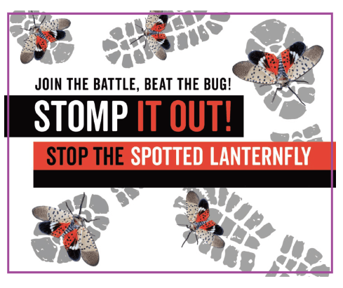 Spotted Lantern Fly - Stomp It Out Graphic