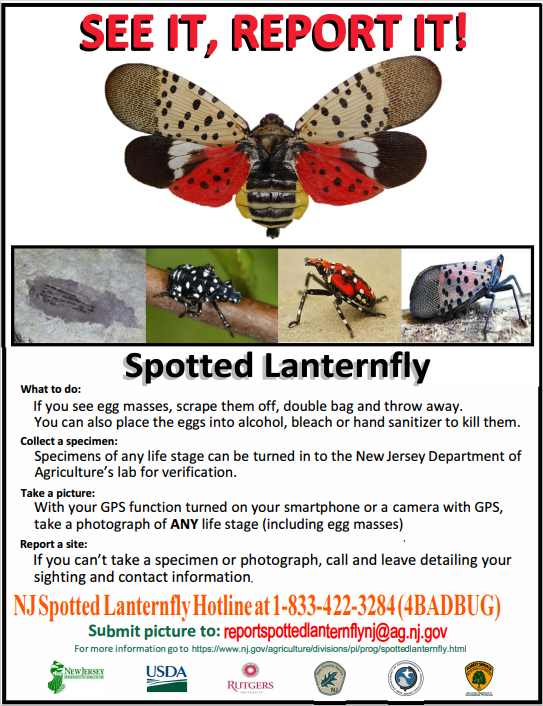 Spotted Lantern Fly July 2023